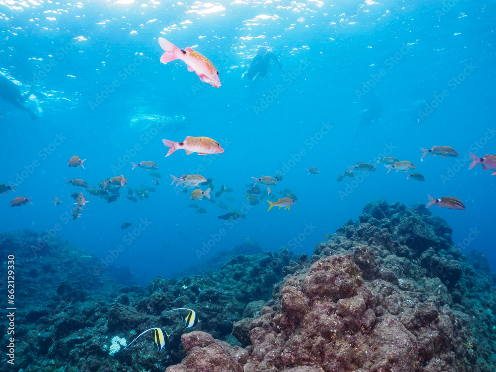 ヒリゾ浜の美しいツノダシ（ツノダシ科）、ホウライヒメジ（ヒメジ科）、チョウチョウウオ（チョウチョウウオ科）他の群れ。

静岡県伊豆半島賀茂郡南伊豆町中木から渡し船で渡るヒリゾ浜にて。
2023年10月9日水中撮影。

A school of the Beautiful Moorish Idol and Whitesaddle goatfish and Oriental ButterflyFish 