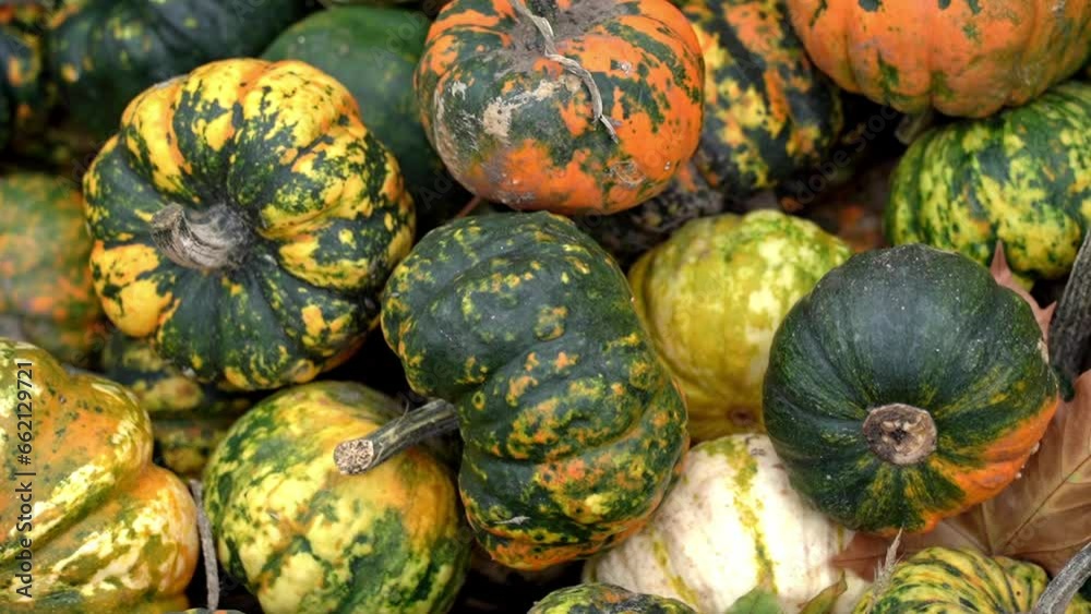 pumpkins on the market, a lot of small pumpkins pumpkins on the market, a lot of small pumpkins