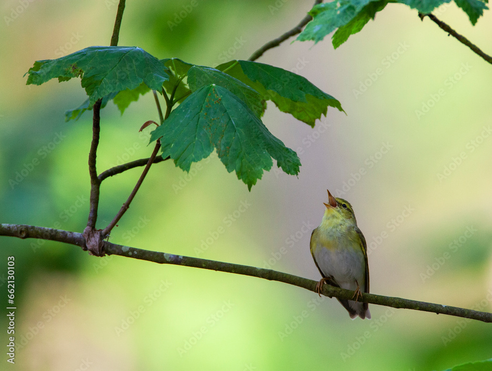 Obraz premium Wood Warbler, Phylloscopus sibilatrix