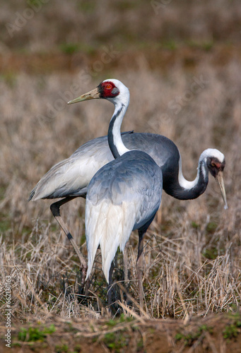 White-naped Crane  Antigone vipio