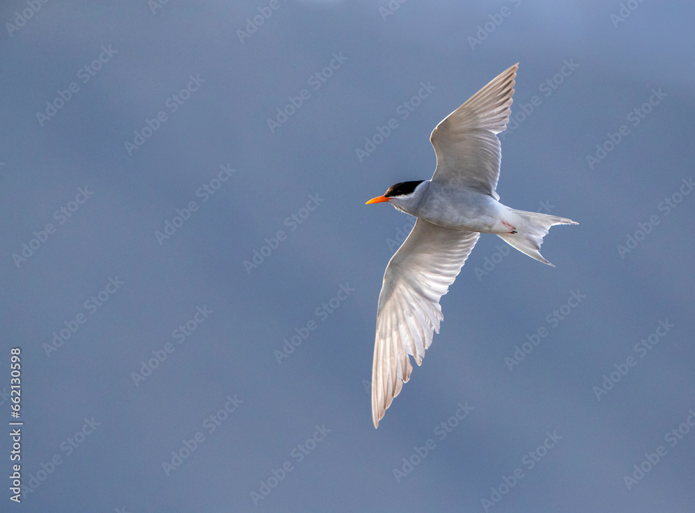 Fototapeta premium Black-fronted Tern, Chlidonias albostriatus