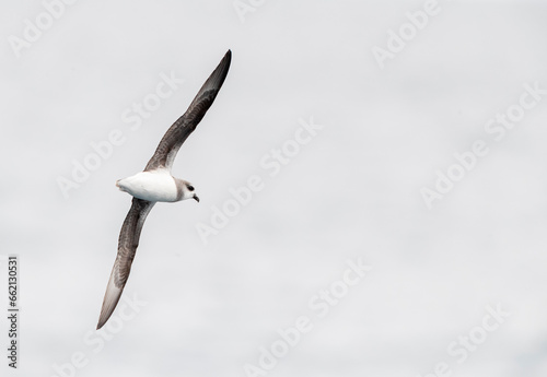 Vászonkép Soft-plumaged Petrel, Pterodroma mollis