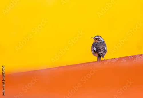 Moussier's Redstart, Phoenicurus moussieri photo