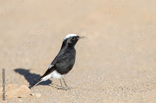 White-crowned Wheatear, Oenanthe leucopyga aegra photo