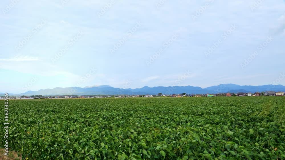soybean soy field of green plants a general plan nature agriculture. organic farming soybean soy field of green plants a general plan nature agriculture. organic farming