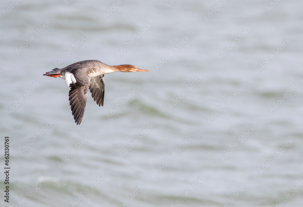 Red-breasted Merganser, Mergus serrator