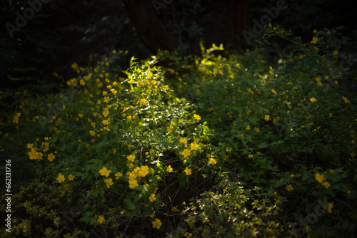 flowers in the forest