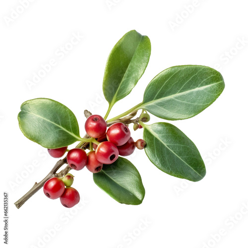Wintergreen. isolated object, transparent background