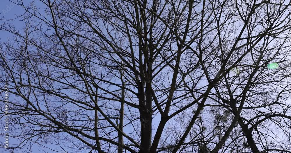 deciduous trees without foliage on a bright sunny day in spring, bare trees in sunny spring weather, deciduous trees without foliage on a bright sunny day in spring, bare trees in sunny spring weather,