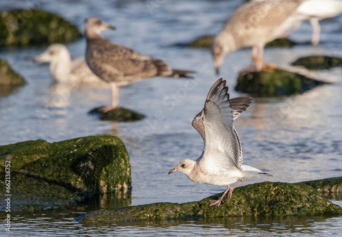 Mediterranean Gull, Ichthyaetus melanocephalus photo