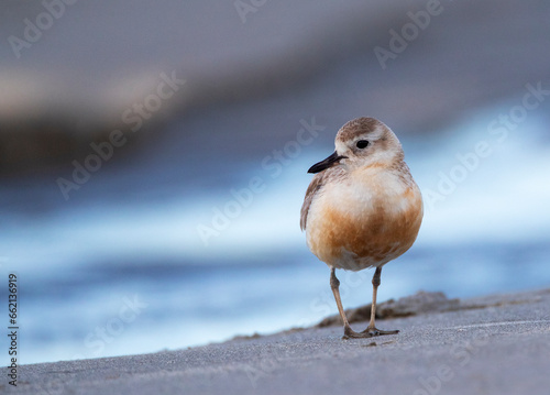 New Zealand Dotterel, Charadrius obscurus photo