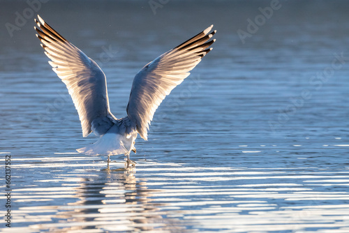 European Herring Gull, Larus argentatus © Marc