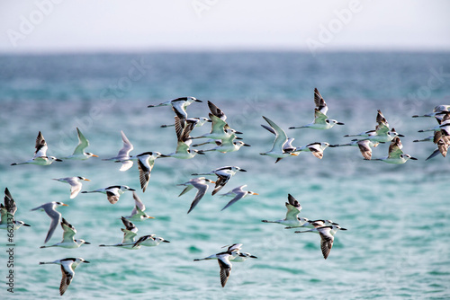 Crab Plover, Dromas ardeola photo