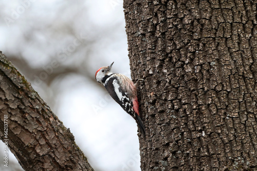 Middle Spotted Woodpecker, Dendrocopos medius photo