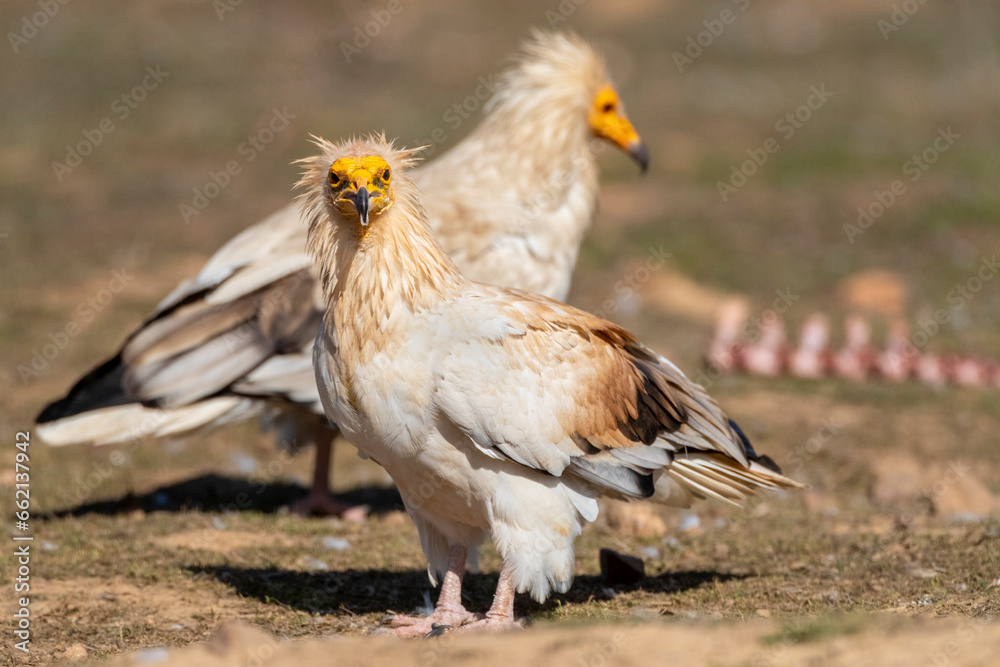 Egyptian Vulture, Neophron percnopterus Egyptian Vulture, Neophron percnopterus