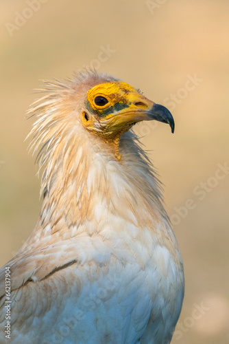 Egyptian Vulture, Neophron percnopterus