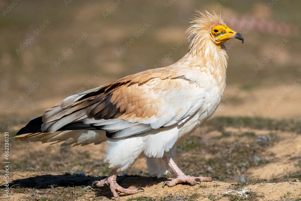 Egyptian Vulture, Neophron percnopterus Egyptian Vulture, Neophron percnopterus