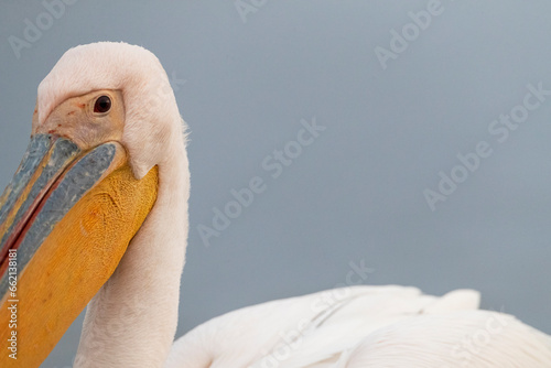 Great White Pelican, Pelecanus onocrotalus photo