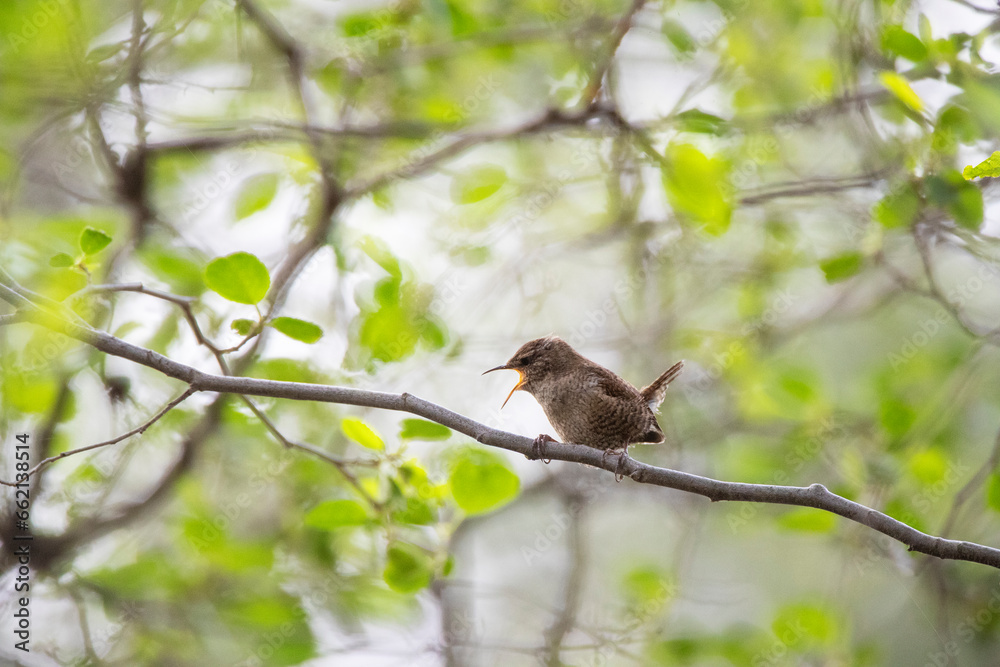 Cyprus Eurasian Wren, Troglodytes troglodytes cypriotes Cyprus Eurasian Wren, Troglodytes troglodytes cypriotes