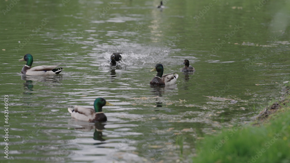 ducks swimming in a pond, tufted duck chasing another bird ducks swimming in a pond, tufted duck chasing another bird
