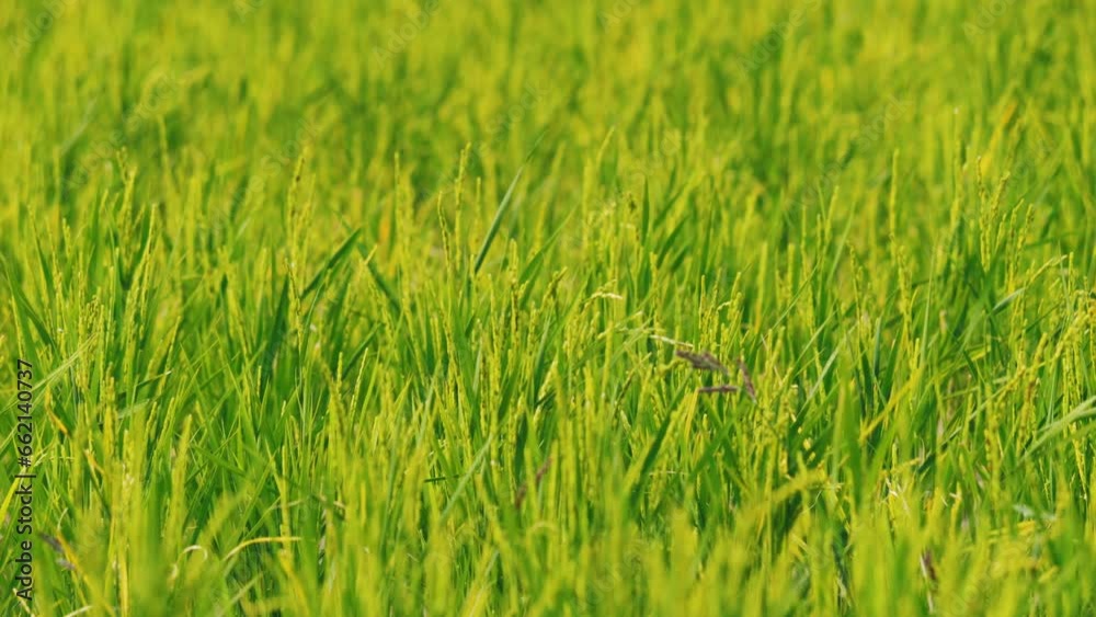 Ears of rice plants swaying in wind in a paddy field in autumn or fall, Agriculture or cultivate, Nobody Ears of rice plants swaying in wind in a paddy field in autumn or fall, Agriculture or cultivate, Nobody