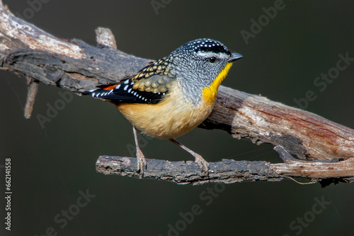 Male Spotted Pardalote, Woodlands Historic Park,