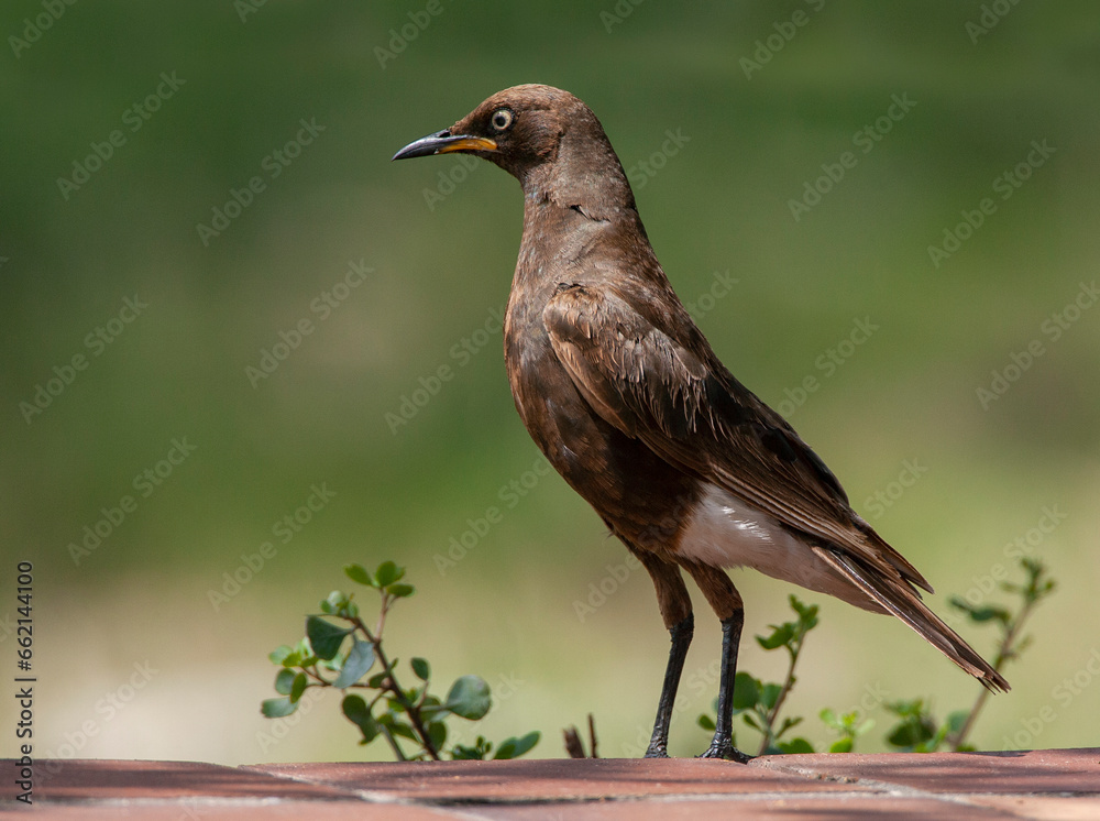 Fototapeta premium African Pied Starling, Lamprotornis bicolor