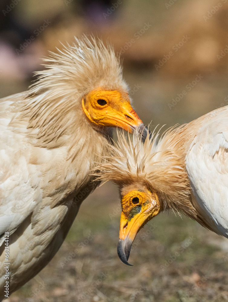Egyptian Vulture, Neophron percnopterus Egyptian Vulture, Neophron percnopterus