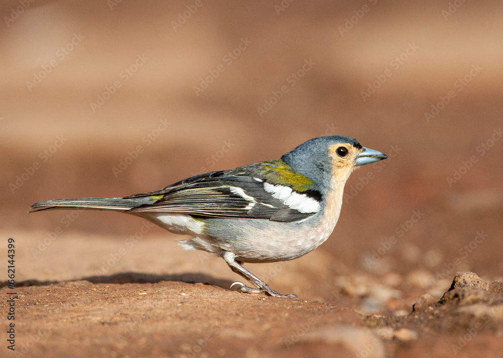 Madeira Chaffinch, Fringilla coelebs maderensis Madeira Chaffinch, Fringilla coelebs maderensis
