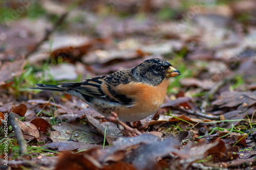 Brambling, Fringilla montifringilla