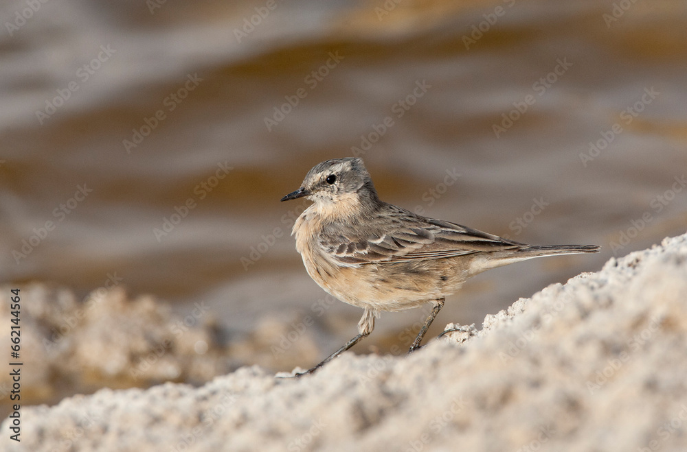 Caucasian Water Pipit, Anthus spinoletta coutellii Caucasian Water Pipit, Anthus spinoletta coutellii