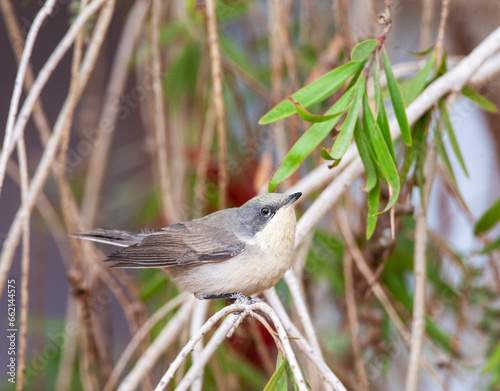 Lesser Whitethroat, Curruca curruca photo