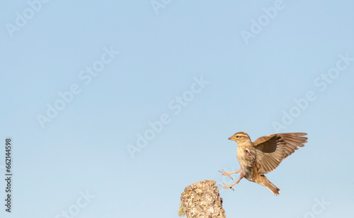 Rock Sparrow, Petronia petronia petronia photo