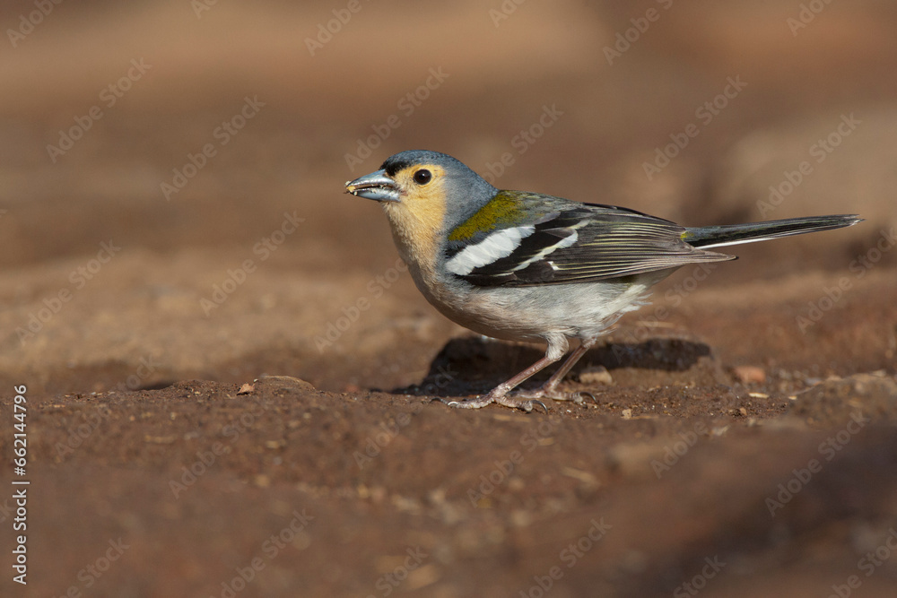 Madeira Chaffinch, Fringilla coelebs maderensis Madeira Chaffinch, Fringilla coelebs maderensis