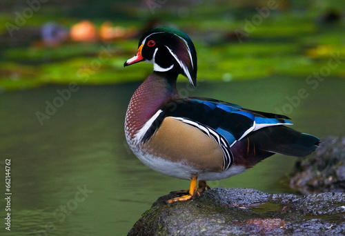 Bild auf Leinwand Wood Duck, Aix sponsa