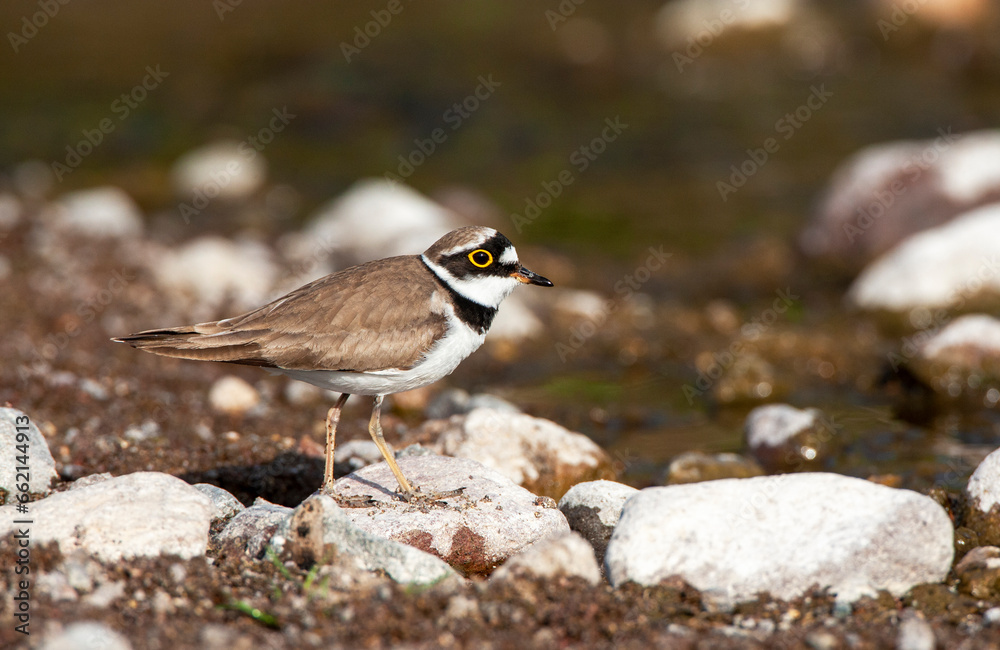 Little Ringed Plover, Charadrius dubius Little Ringed Plover, Charadrius dubius