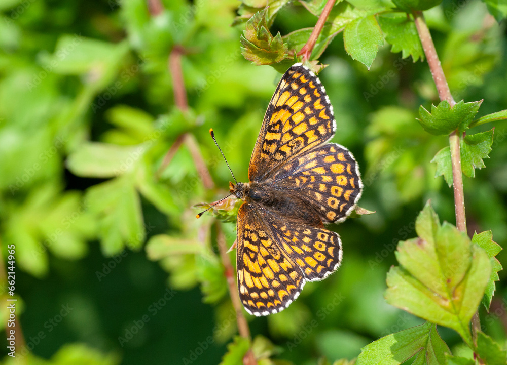 Glanville Fritillary, Melitaea cinxia