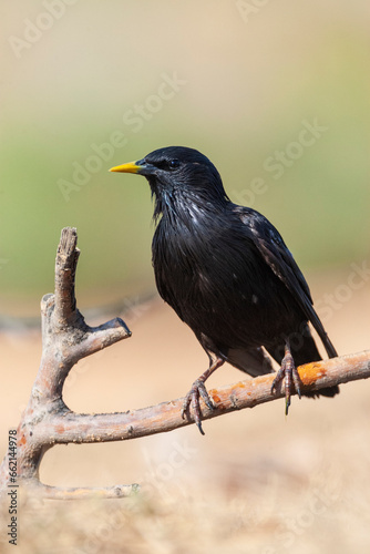 Spotless Starling, Sturnus unicolor