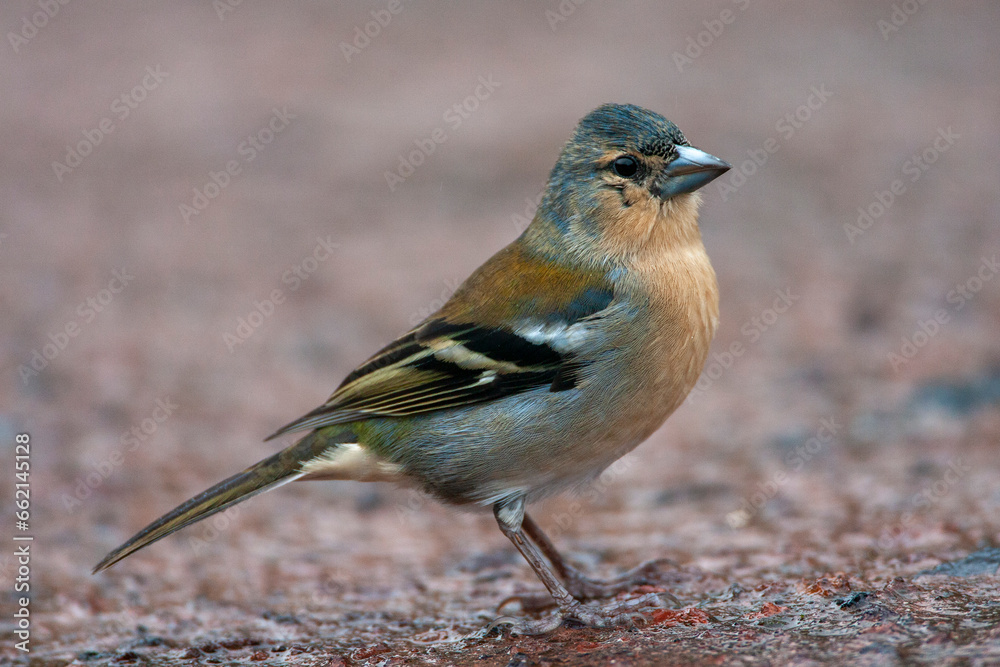 Azores Chaffinch, Fringilla coelebs moreletti Azores Chaffinch, Fringilla coelebs moreletti