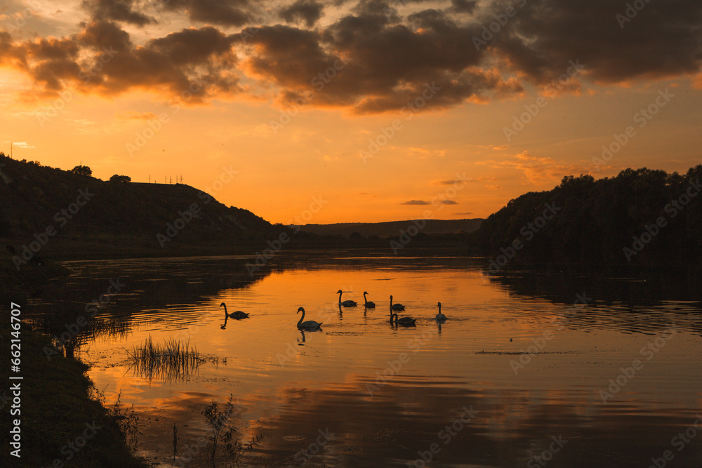 Mute swans swimming in a lake at sunset. Beautiful nature background. 