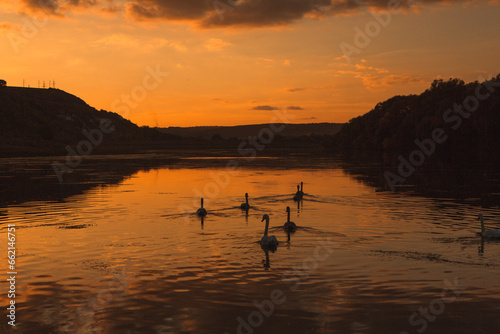 Mute swans swimming in a lake at sunset. Beautiful nature background.  © romeof