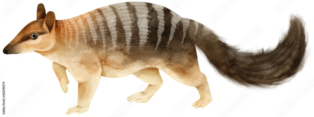 Fototapeta premium Numbat Cute animal watercolor illustration
