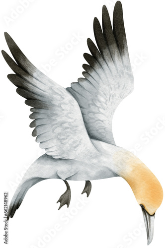 Fototapeta Naklejka Na Ścianę i Meble -  Gannet Bird watercolor illustration