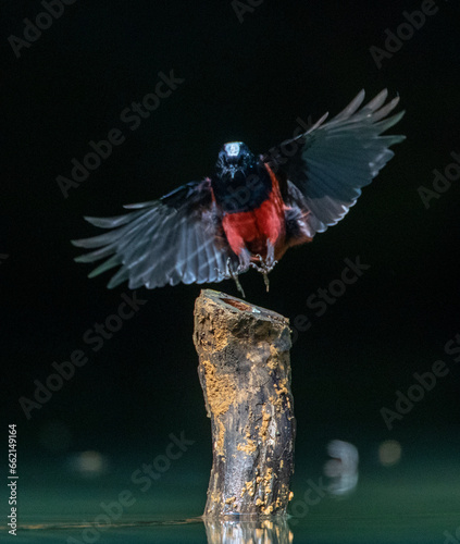 White-capped Redstart, Phoenicurus leucocephalus photo