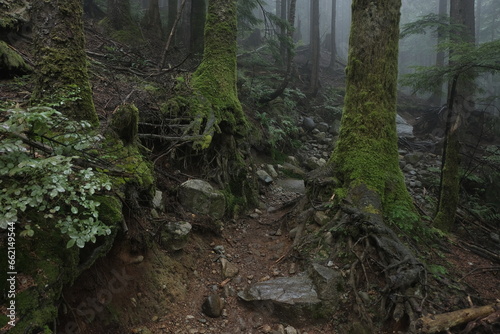 Natural variety found in a dark and foggy forest  in West Canada.  Shot during a hike.