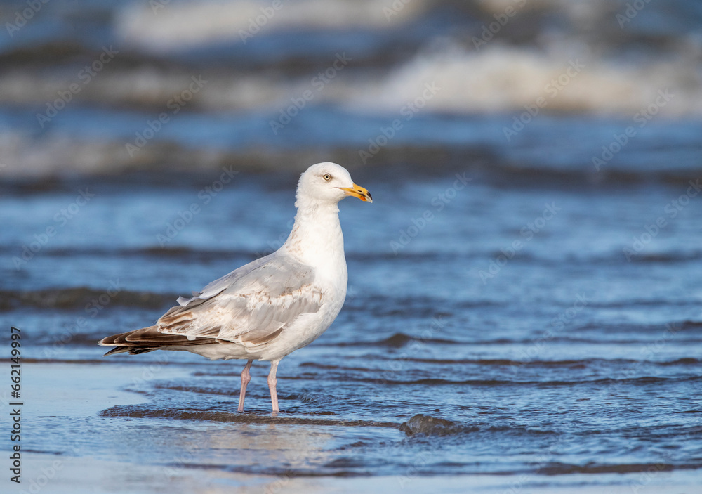 European Herring Gull, Larus argentatus