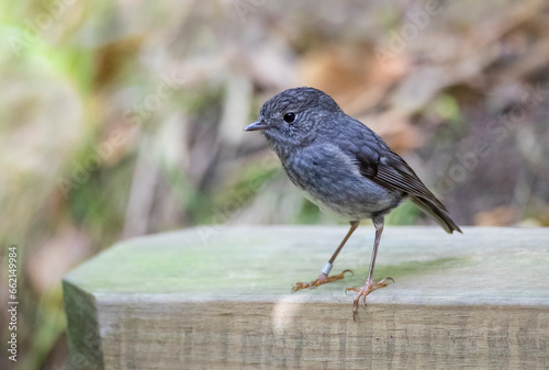 North Island Robin, Petroica longipes photo