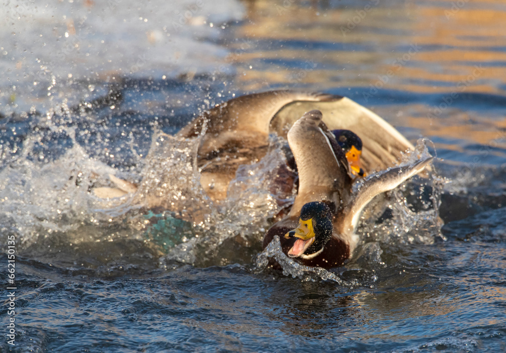Obraz premium Mallard, Anas platyrhynchos
