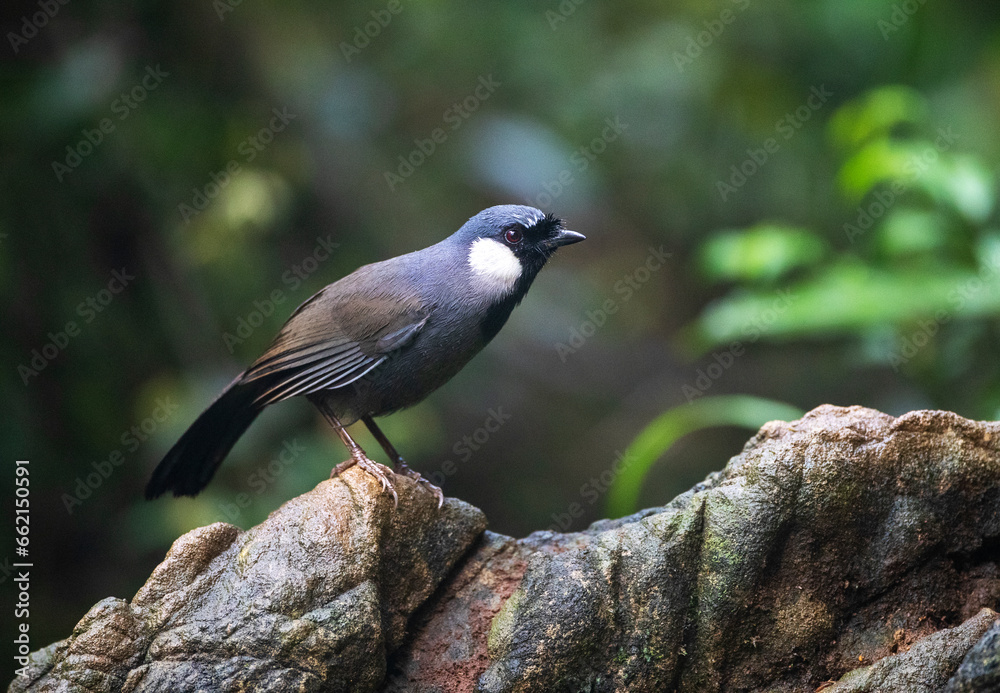 Obraz premium Alert looking adult Black-throated laughingthrush (Pterorhinus chinensis) perched on a rock in dark understory of jungle in southeast China.