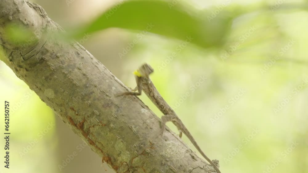 Insectivorous Flying lizard feeding on ant on tree in tropical rainforest Insectivorous Flying lizard feeding on ant on tree in tropical rainforest